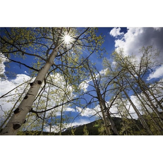 View up through aspen trees with the sun streaming through the upper branches blue skies and white clouds in the backgr