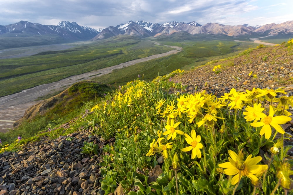 View of yellow Alpine Arnica on a steep slope with Polychrome Pass in the background at sunrise Denali National Park Summer Interior Alaska USA Canvas Art - Lynn Wegener  Design Pics (19 x 12)
