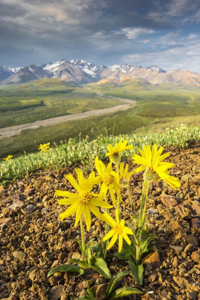 View of yellow Alpine Arnica on a steep slope with Polychrome Pass in the background at sunrise Denali National Park Summer Interior Alaska USA Canvas Art - Lynn Wegener Design Pics (12 x 19)