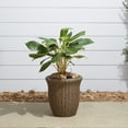 thumbnail image 1 of Vifah Ocala 16"H Curved Oval Wicker Smart Self-Watering Planter in Mocha, 1 of 5