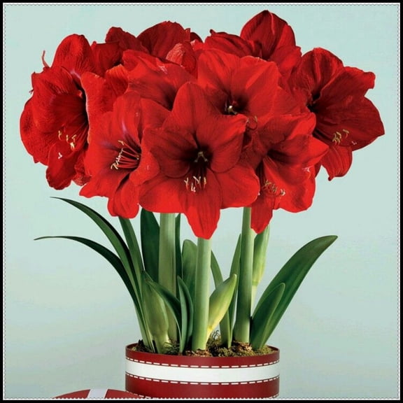 Vigorous Amaryllis Bulbs-Low Maintenance for Winter Blooms-Ideal for Indoor, Plant Pots & Planters