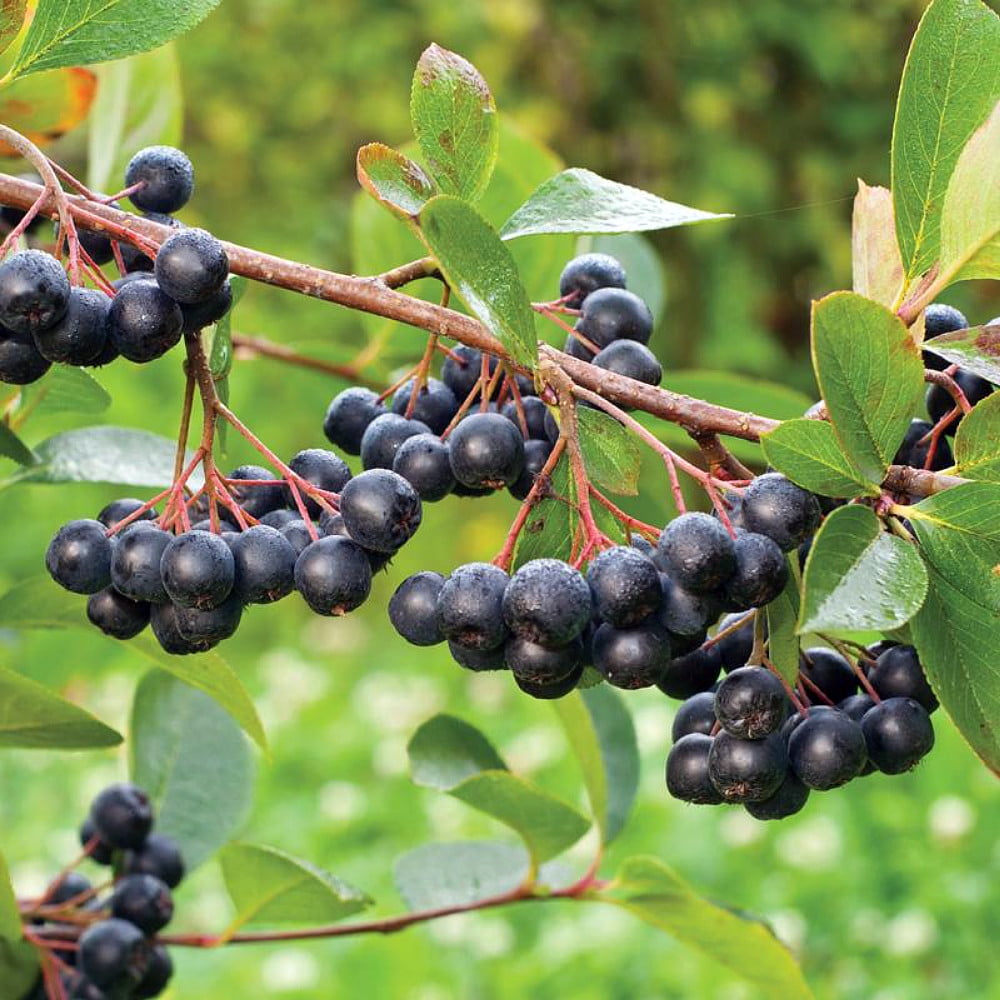 Viking Chokeberry Plant - Aronia - Shrub/Bonsai/Wine - 3.25" Pot - Walmart  Business Supplies