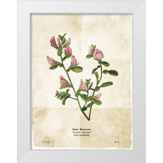 Villa, Mlli 12x14 White Modern Wood Framed Museum Art Print Titled - Flower Page