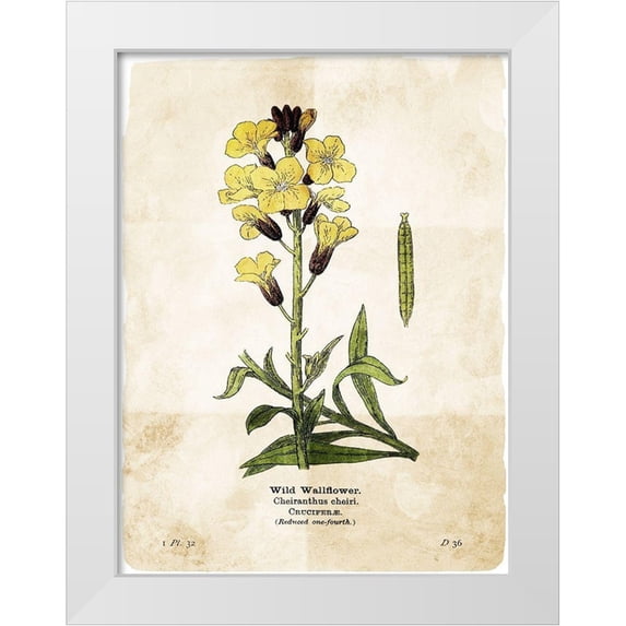 Villa, Mlli 25x32 White Modern Wood Framed Museum Art Print Titled - Flower Page Four