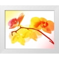 thumbnail image 1 of Villa, Mlli 32x26 White Modern Wood Framed Museum Art Print Titled - Sunny Electric Orchids, 1 of 4