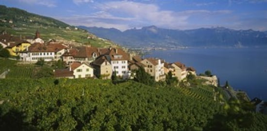 Village Rivaz between Vineyards & Mts Lake Geneva Switzerland Canvas Art - Panoramic Images (24 x 12)