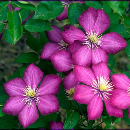 Ville de Lyon Clematis Vine - 2.5" Pot - Perennial