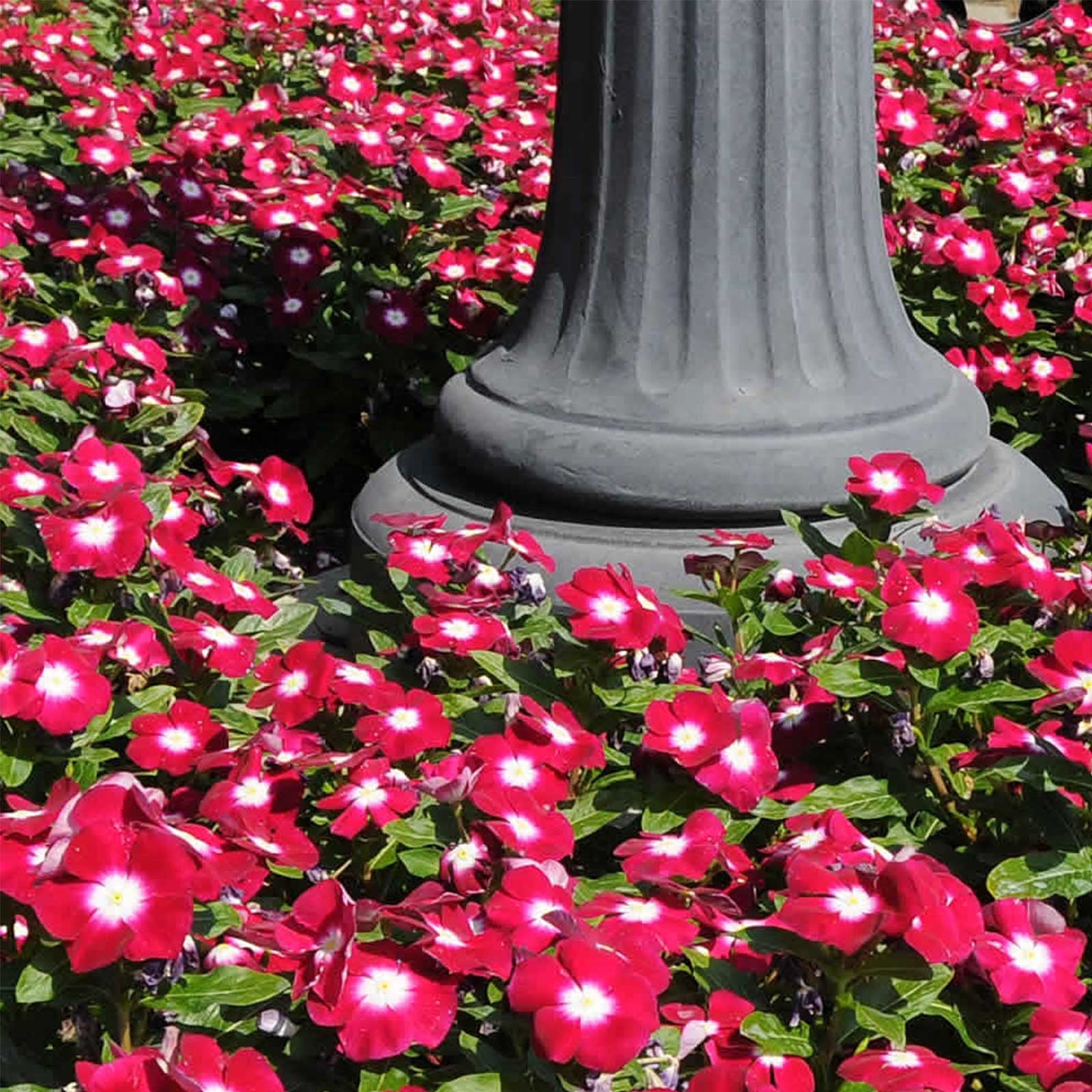 Vinca Flower Garden Seeds - Pacifica XP Series - Burgundy Halo - 1000 Seeds - Annual Flower Gardening Seed