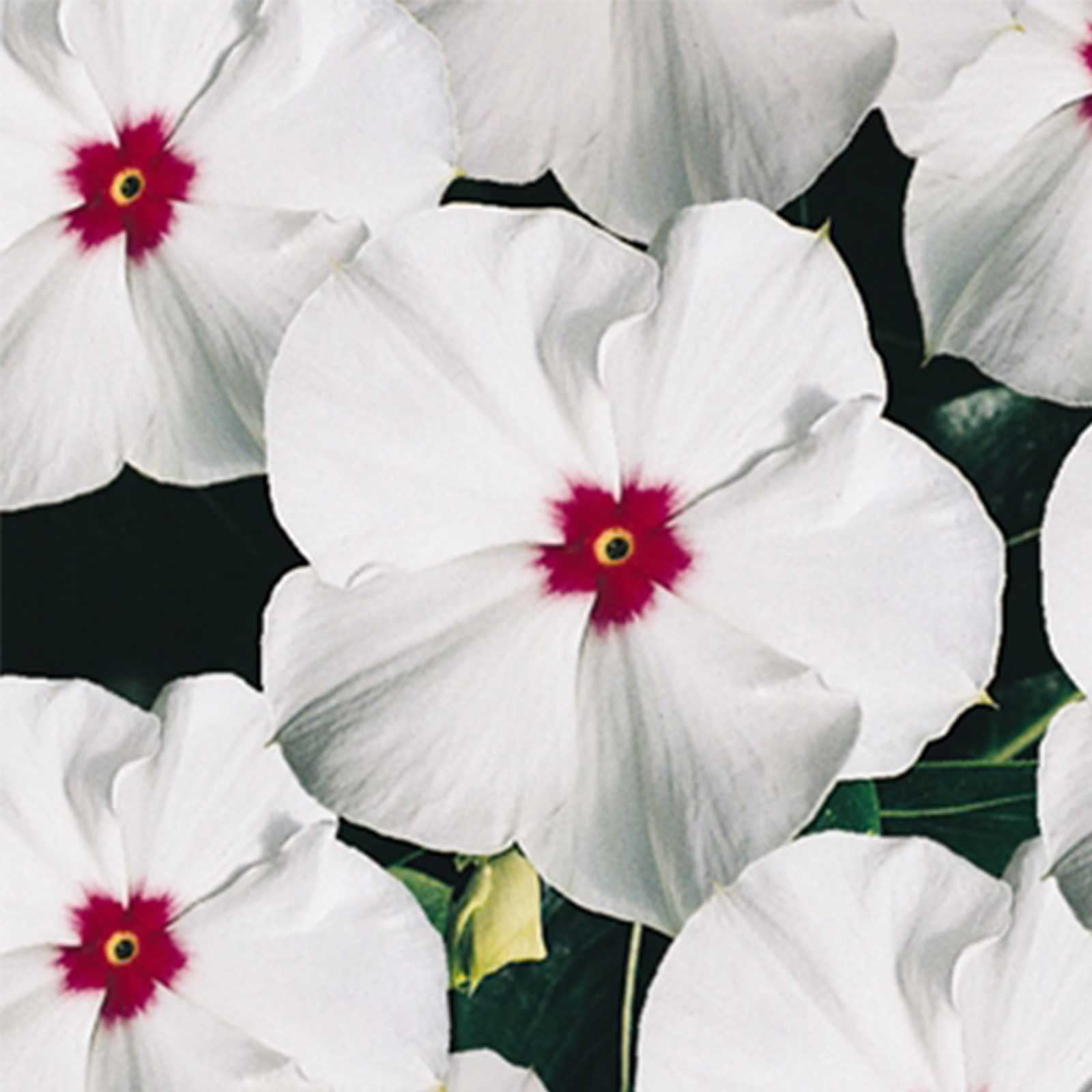 Vinca Flower Garden Seeds - Pacifica XP Series - Polka Dot - 1000