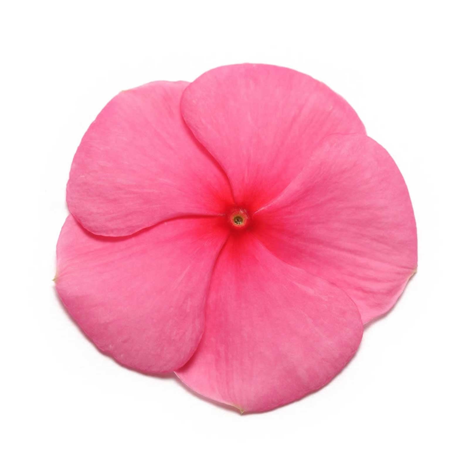 Mountain Valley Seed Company Pacifica XP Vinca