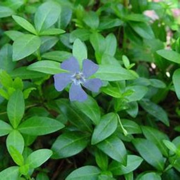 Vinca Minor Live Plants Bare-Root (20 Count), Perennial, Flowers,