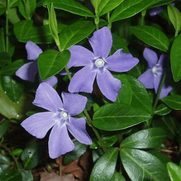 Vinca Minor Vine Plant Live, Outdoor Landscape, 4'' in Pot