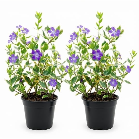 Vinca Mojo Variegated Starter Plants | Set of 2 Trailing Groundcover Vines | Partial Shade, USDA Zones 7-11 | Ships Bare Root, No Pot
