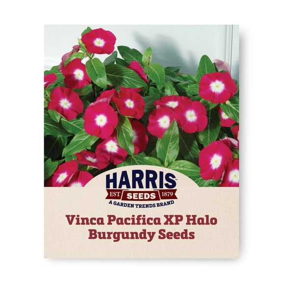 Harris Seeds Pacifica XP Halo Burgundy Vinca, Wine Red Flowers with White Centers, 500 Count
