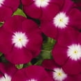 thumbnail image 1 of Vinca Pacifica XP Halo Burgundy Seed, 1 of 4
