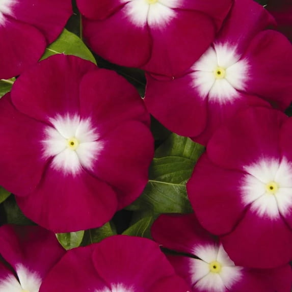 Vinca Pacifica XP Halo Burgundy Seed