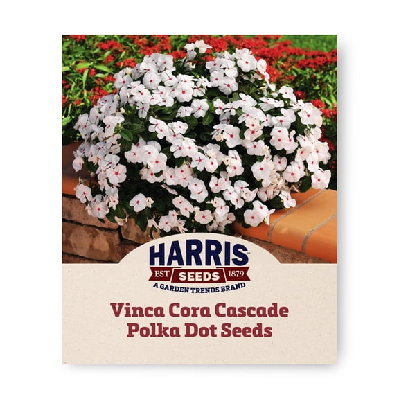 Harris Seeds Vinca Cora Cascade Apricot F1  Soft Pastel Flowers  100 Count