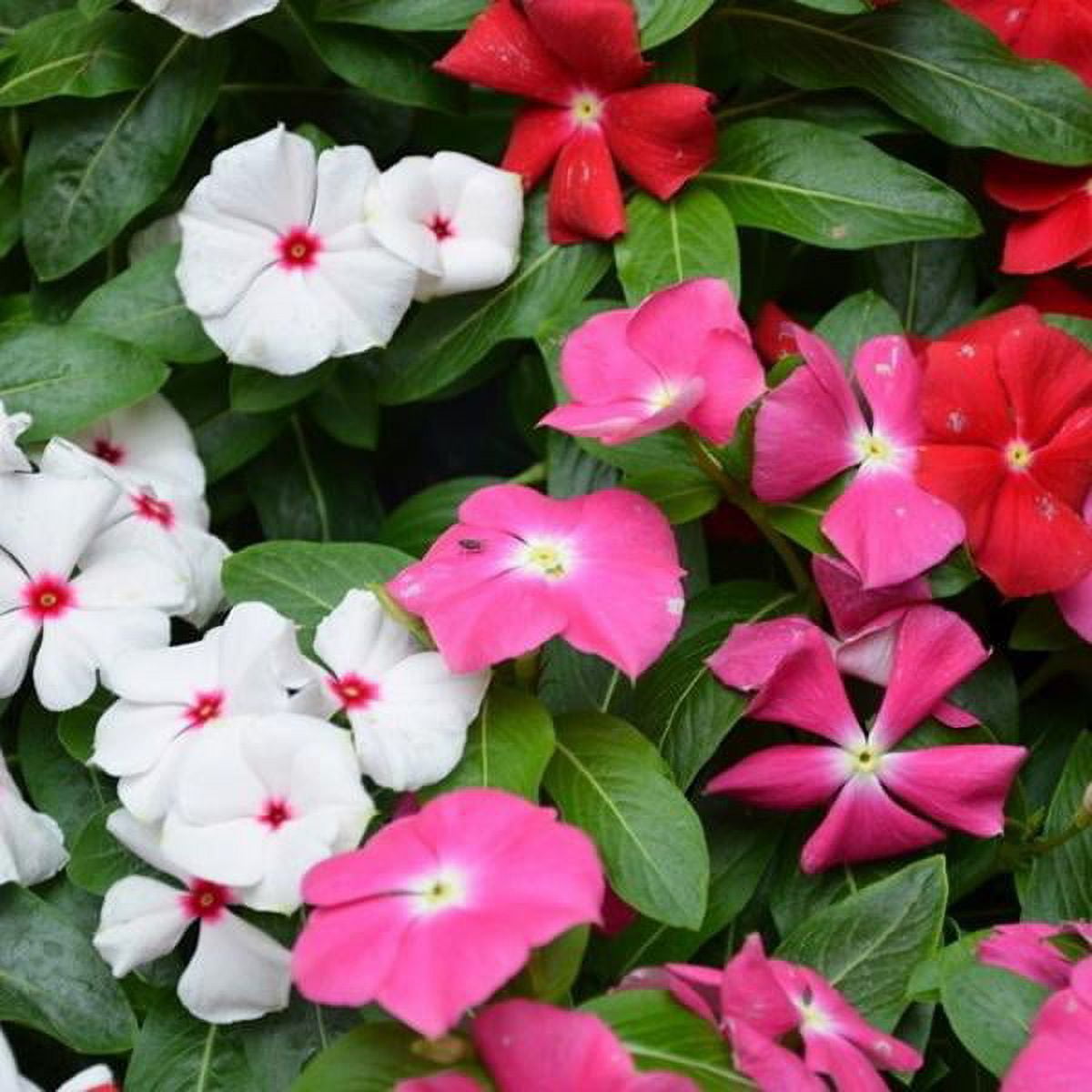 Vinca Seeds Tall Mix Packet Mixed Flower Seeds, Heirloom Seed