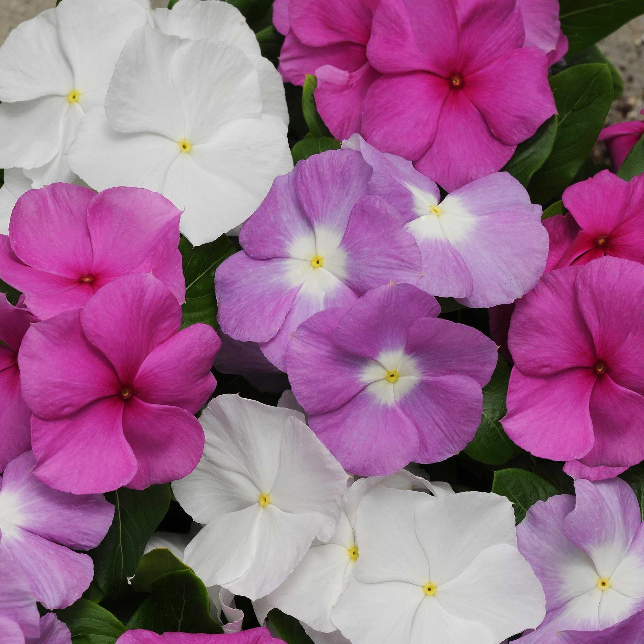 Vinca Seeds Titan Summer Breeze Mix Packet Pink Flower Seeds
