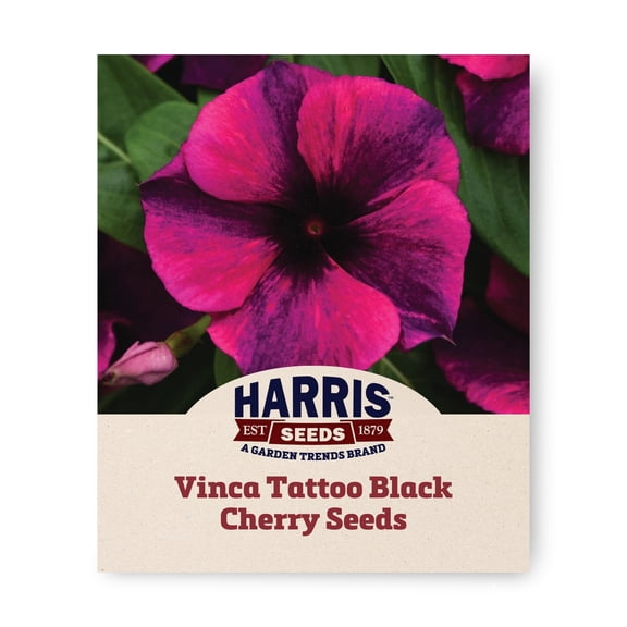 Harris Seeds Vinca Tattoo Black Cherry, Annual Flower, 25 Count