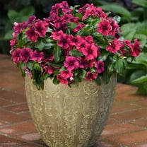 Vinca Tattoo™ Black Cherry Seed