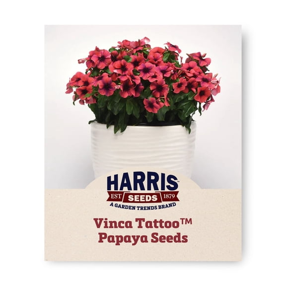 Harris Seeds Tattoo Papaya Vinca Annual Periwinkle, Non-GMO Flower for Full Sun Gardens and Containers, 25 Count