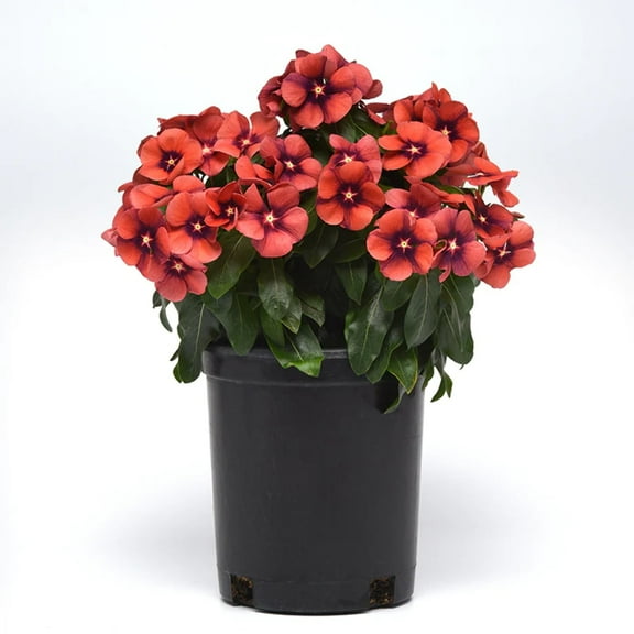 Vinca Tattoo™ Tangerine Seed