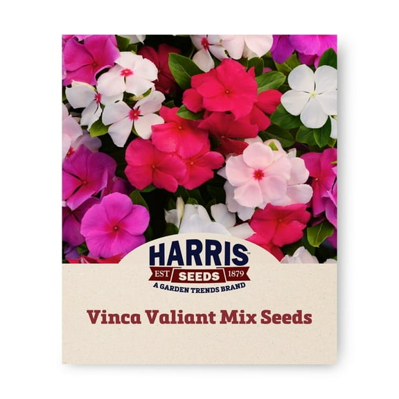 Harris Seeds - Vinca Valiant Mix F1 Seeds - Fast Germination - 25 Seeds