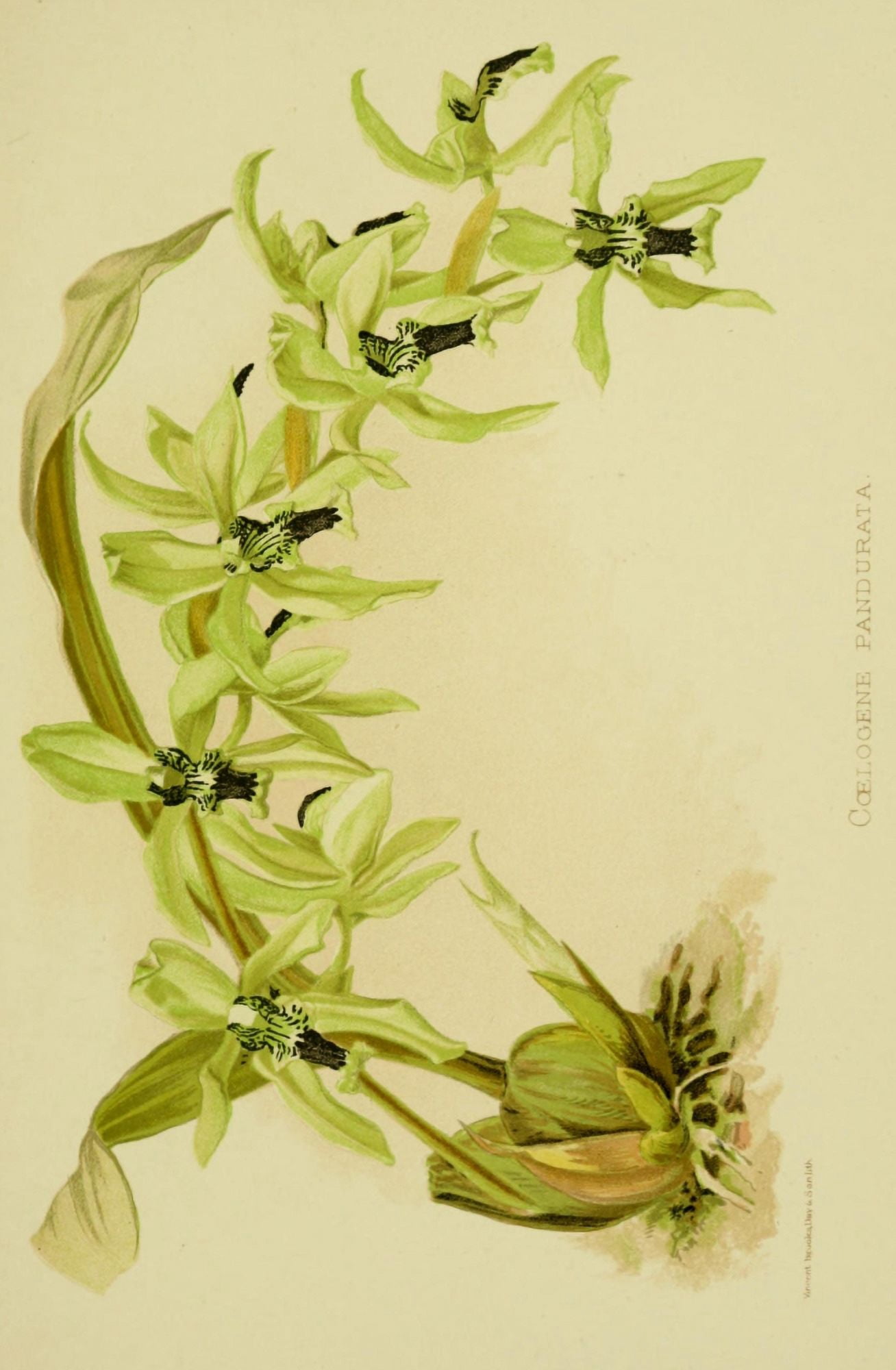Vincent Brooks Day About Orchids 1893 Coelogene Pandurata Canvas Art - Vincent Brooks Day (18 x 24)