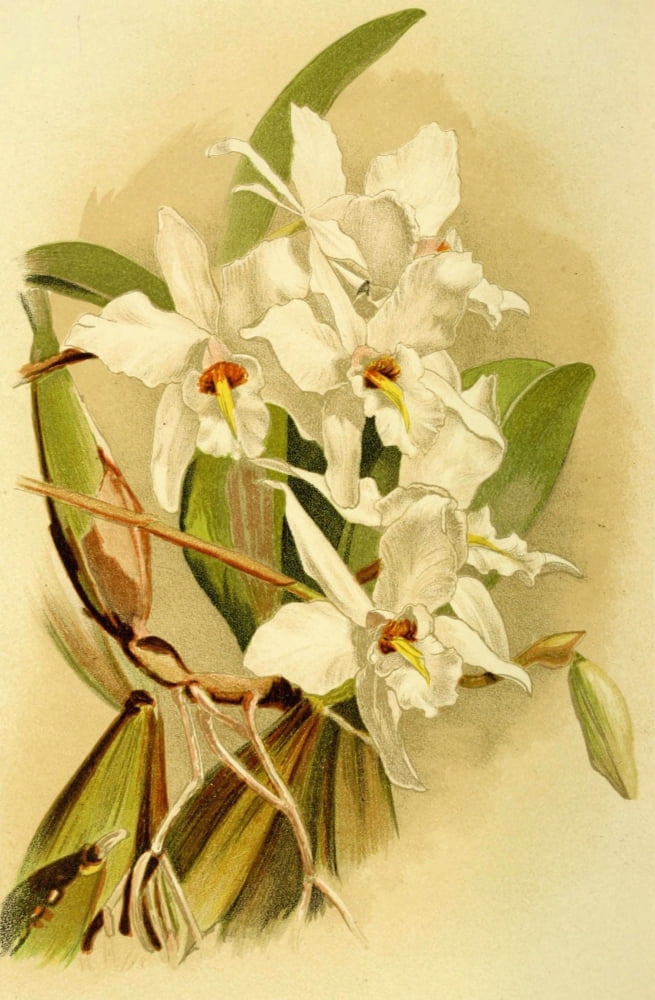 Vincent Brooks Day About Orchids 1893 Loelia Anceps Schroederiana Canvas Art - Vincent Brooks Day (18 x 24)