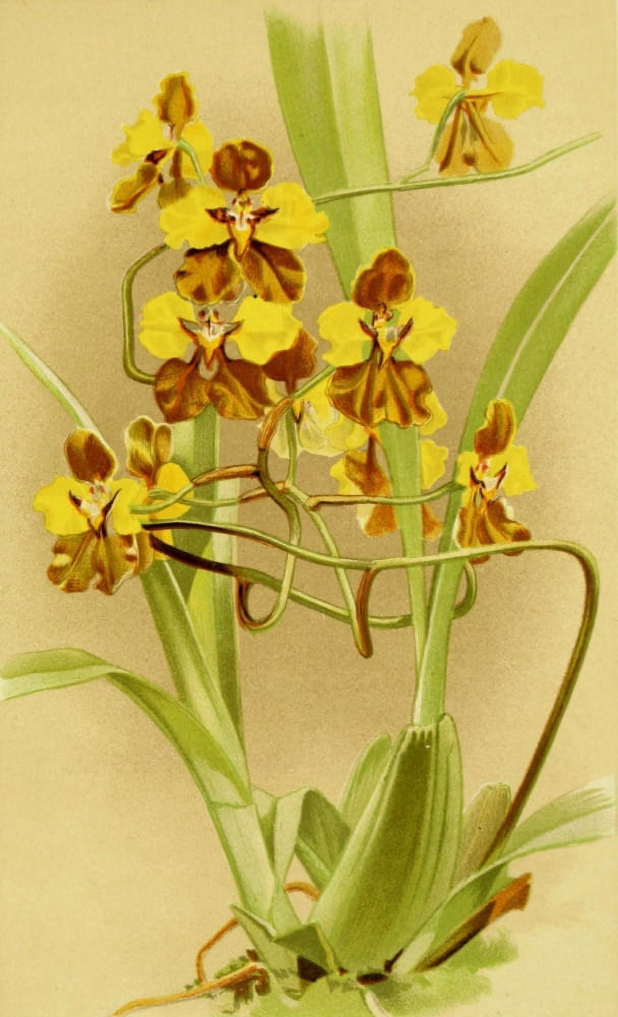 Vincent Brooks Day About Orchids 1893 Oncidium Macranthum Canvas Art - Vincent Brooks Day (18 x 24)