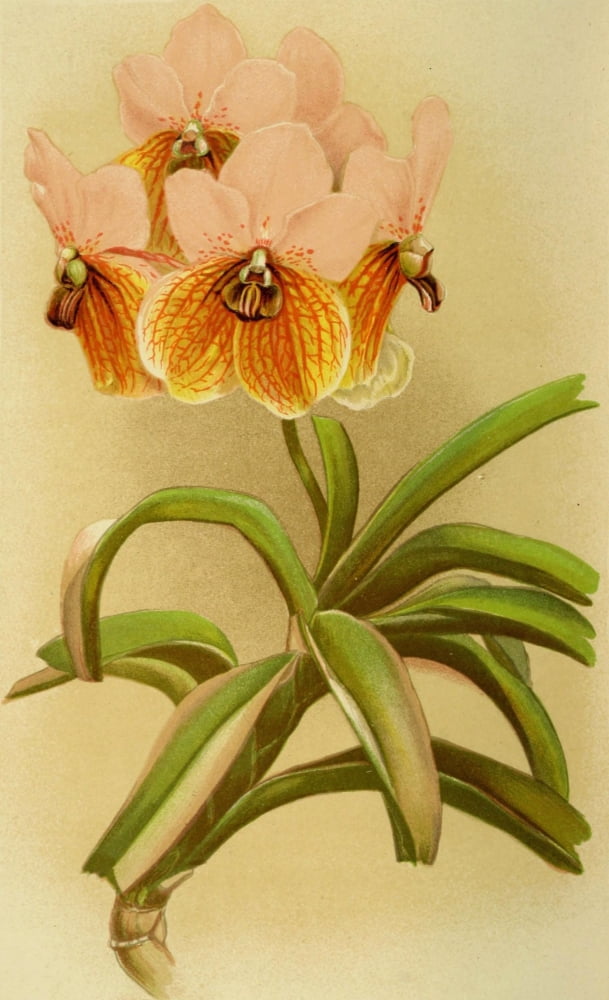Vincent Brooks Day About Orchids 1893 Vanda Sanderiana Canvas Art - Vincent Brooks Day (18 x 24)