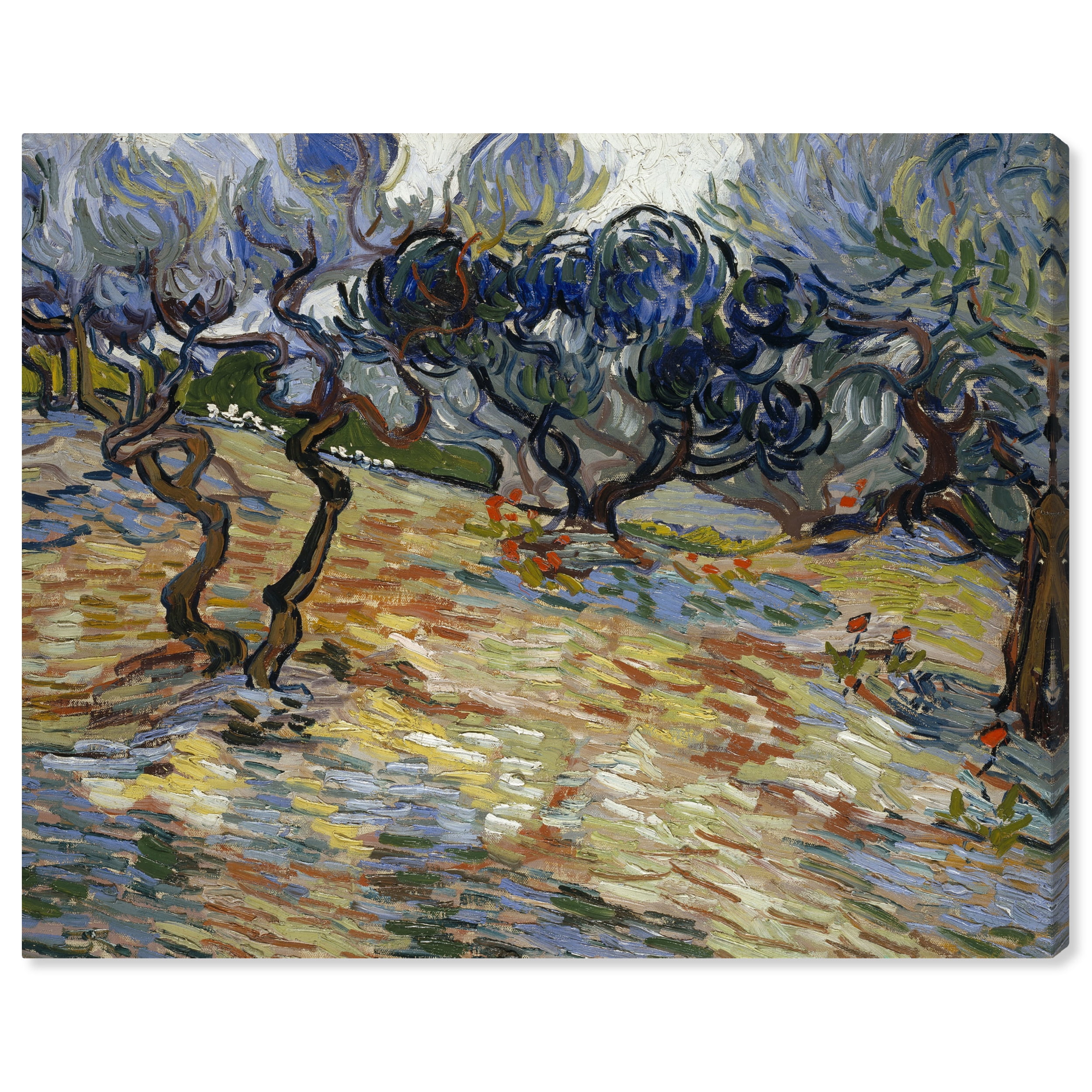 Vincent Van Gogh Olive Trees Fields Canvas Wall Art, 20" x 16"