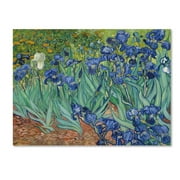Vincent van Gogh Irises, 1889 Canvas Art