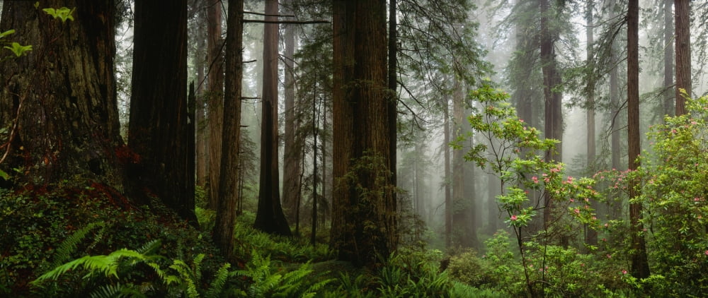 Vine Maple (Acer circinatum) trees in a forest Mt Hood Oregon USA Canvas Art - Panoramic Images (12 x 36)