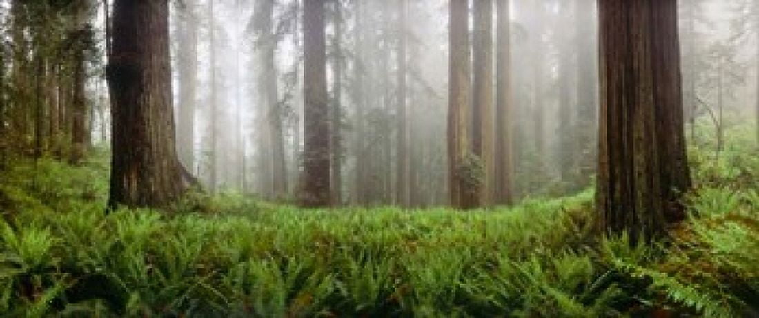 Vine Maple Trees Mt Hood Oregon Canvas Art - Panoramic Images (29 x 12)