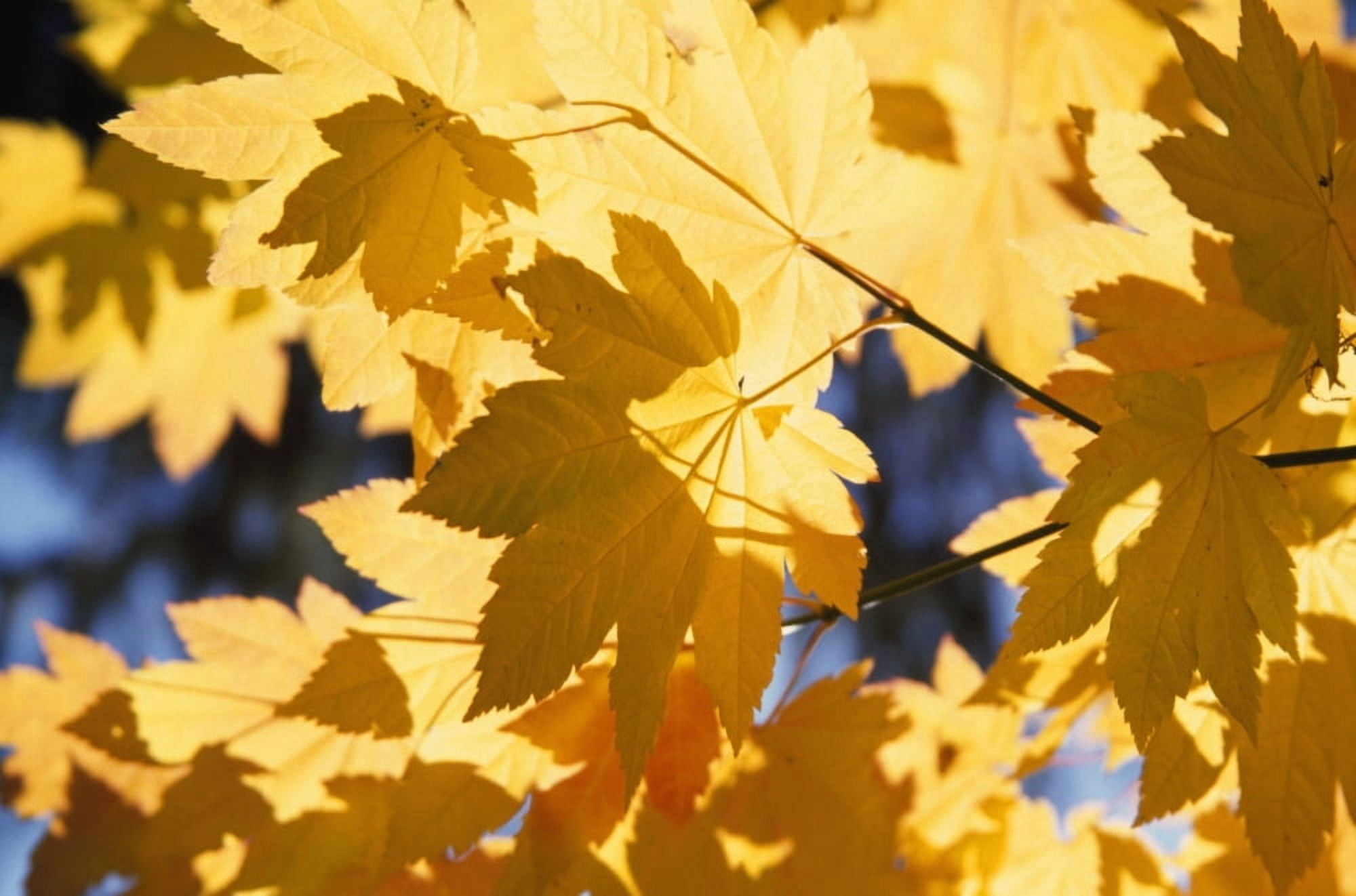 Vine Maples Leaves In Autumn Canvas Art - Natural Selection Craig Tuttle Design Pics (36 x 24)