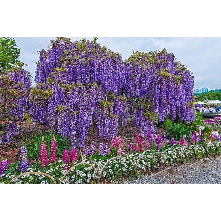 Vine Seeds for Planting - Grow Amazing Vines for Landscaping
