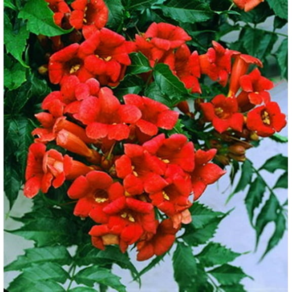 CZ Grain Red Hummingbird Vine Plant Seeds, Healthy Seeds
