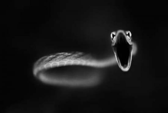 Vine Snake Strike Canvas Art - Thomas Haney (24 x 36)