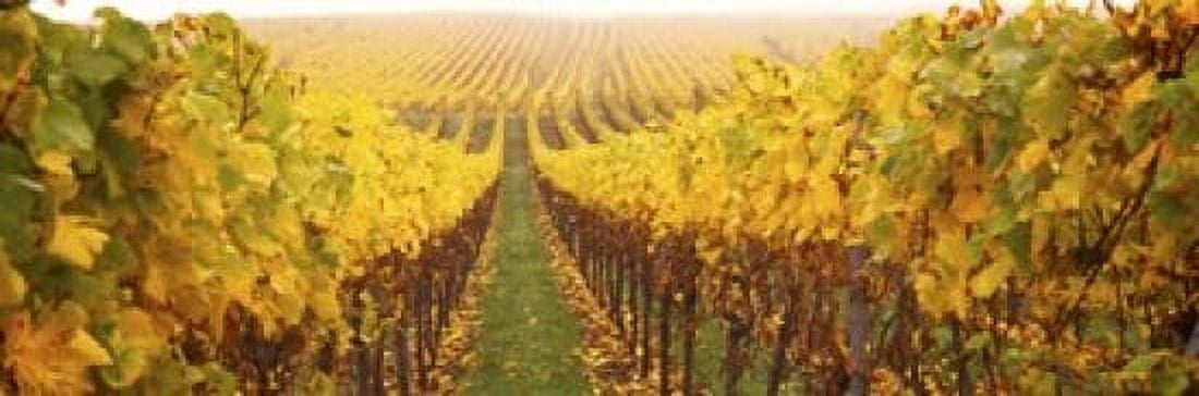 Vine crop in a vineyard Riquewihr Alsace France Canvas Art - Panoramic Images (18 x 6)