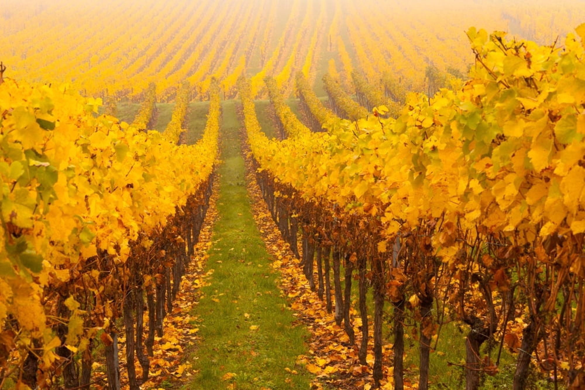 Vine crop in a vineyard Riquewihr Alsace France Canvas Art - Panoramic Images (27 x 9)