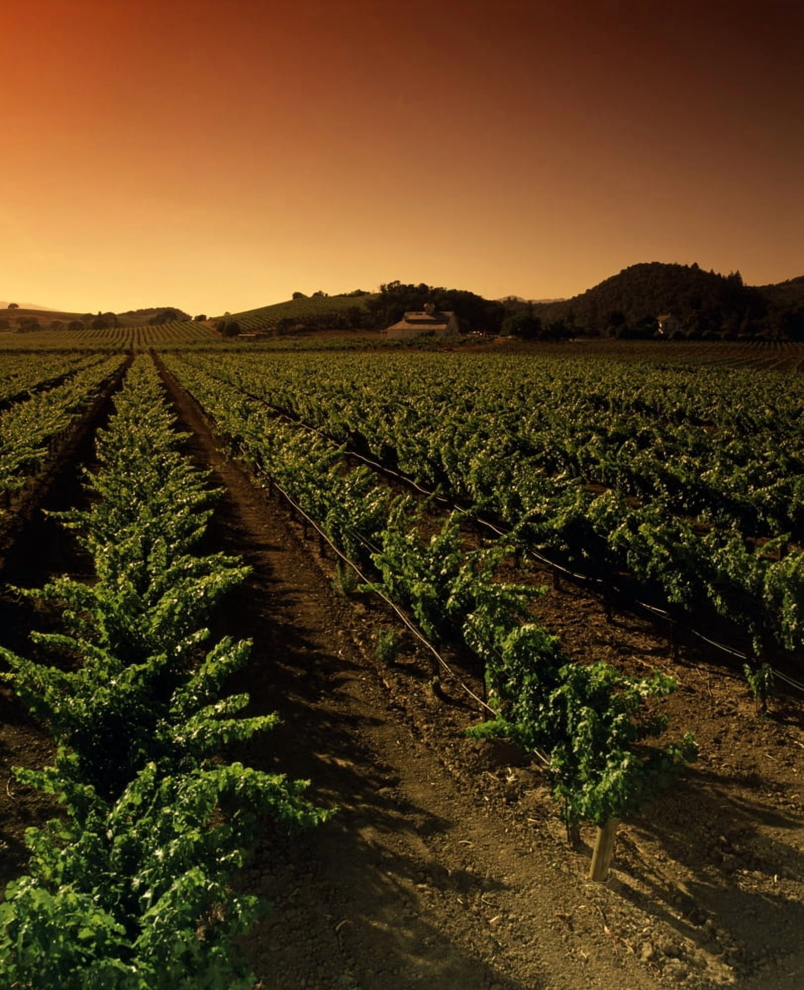 Vine crop in a vineyard Usibelli Vineyards Napa Valley California USA Canvas Art - Panoramic Images (29 x 36)