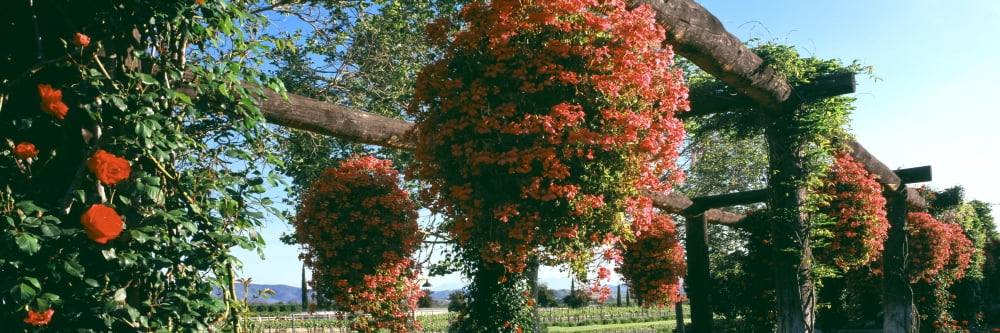 Vine roses and potted geraniums add a wealth of color South Coast Winery Temecula Riverside County California USA Canvas Art - Panoramic Images (36 x 12)