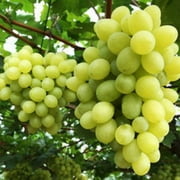 Vine-type grapes – grow quickly, shade trees, suitable for garden planting, and can bear fruit naturally