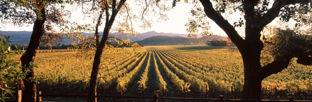 Vines in a vineyard Far Niente Winery Napa Valley California USA Canvas Art - Panoramic Images (12 x 36)