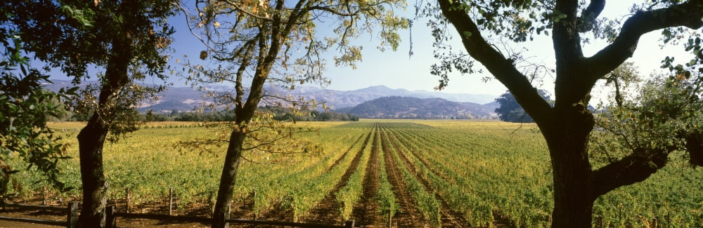Vines in a vineyard Far Niente Winery Napa Valley California USA Canvas Art - Panoramic Images (36 x 12)