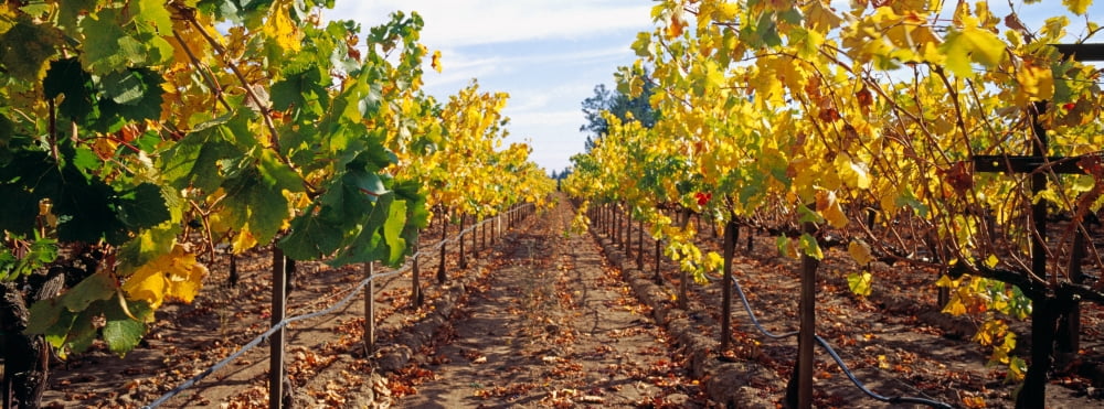 Vines in a vineyard Napa Napa County California USA Canvas Art - Panoramic Images (36 x 12)