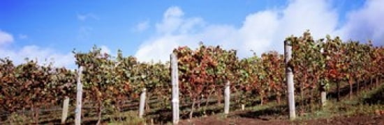 Vines in a vineyard Napa Valley Wine Country California USA Canvas Art - Panoramic Images (36 x 12)