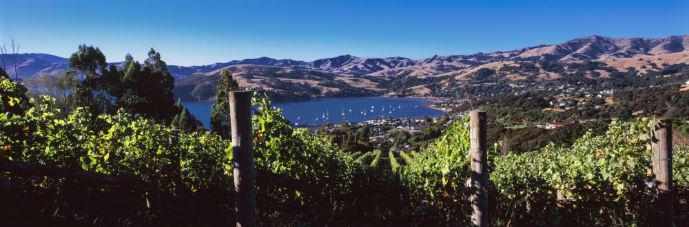Vineyard Akaroa Harbour Banks Peninsula South Island New Zealand Canvas Art - Panoramic Images (36 x 12)